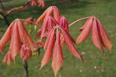 Aesculus × neglecta 'Erythroblastos' - jírovec zanedbaný - jaro