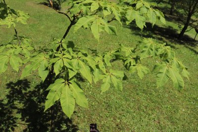 Aesculus × neglecta 'Erythroblastos' - jírovec zanedbaný - olistění