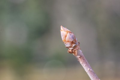 Aesculus × neglecta 'Erythroblastos' - zimní pupen