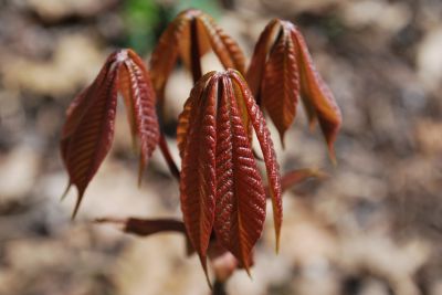 Aesculus parviflora - jírovec drobnokvětý
