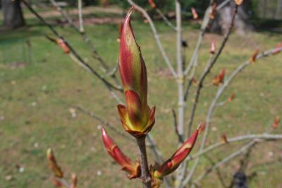 Aesculus turbinata - jírovec japonský - pupeny s pryskyřičným obalem
