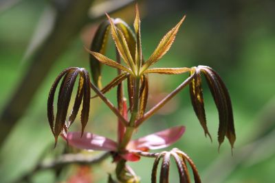 Aesculus woerllitzensis var. Ellwangeri - jírovec wörlitzký