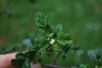Alnus glutinosa 'Minutifolia' - olše lepkavá - listy - jaro