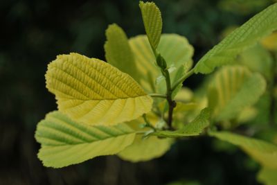 Alnus incana 'Aurea' - olše šedá - listy - jaro