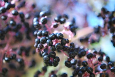 Aralia elata 'Aureovariegata' - arálie štíhlá - plodenství