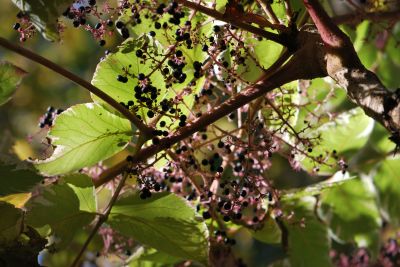 Aralia elata 'Aureovariegata' - arálie štíhlá - plodenství  