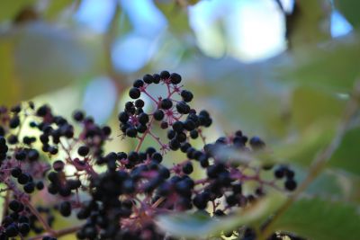 Aralia elata 'Aureovariegata' - arálie štíhlá - plodenství 