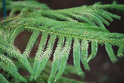 Araucaria columnaris - blahočet