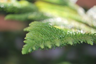 Araucaria columnaris - blahočet 