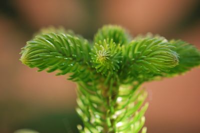 Araucaria columnaris - blahočet
