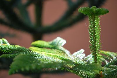 Araucaria columnaris - blahočet  