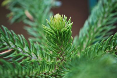 Araucaria columnaris - blahočet - jaro