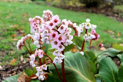 Bergenia cordifolia - bergenie - květenství