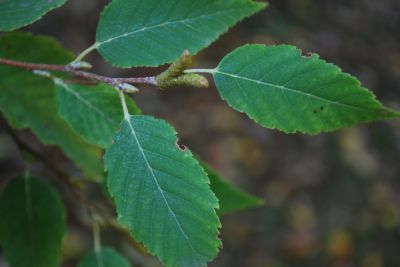 Betula albosinensis - bříza čínská