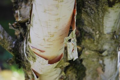 Betula jacquemontii - bříza Jacquemontova