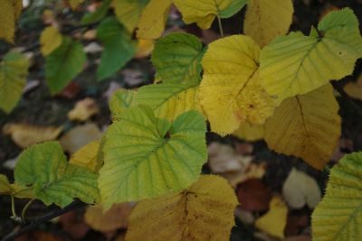 Betula maximowicziana - bříza Maximowičova - podzim 