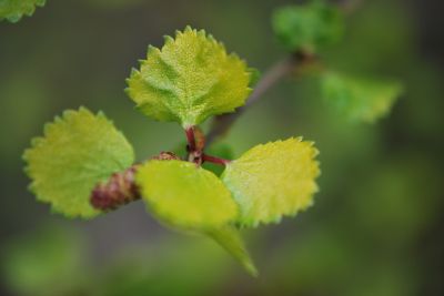 Betula nana - bříza trpasličí - jarní listy