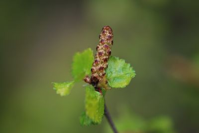 Betula nana - bříza trpasličí - jaro
