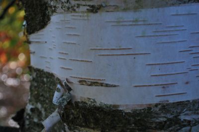 Betula papyrifera - bříza papírová