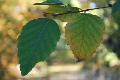 Betula papyrifera - bříza papírová 