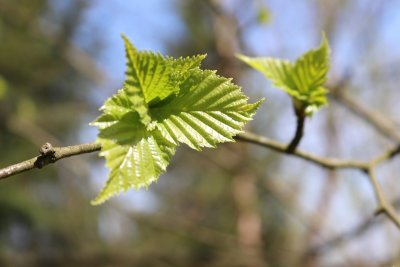 Betula papyrifera - bříza papírová - list jaro