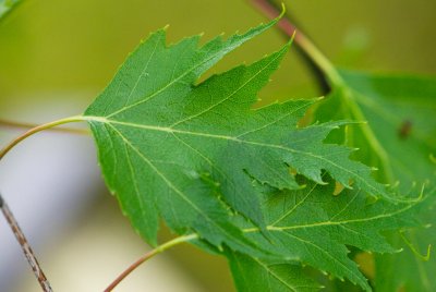 Betula pendula 'Dalecarlica' - bříza bělokorá - list