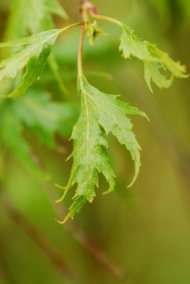 Betula pendula 'Dalecarlica-Pendula' - bříza bradavičnatá - pupen list