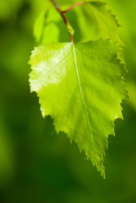 Betula pendula 'Golden Cloud' - bříza bradavičnatá - list