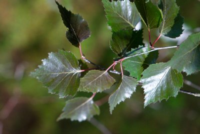 Betula pendula 'Purpurea' - bříza bradavičnatá - list