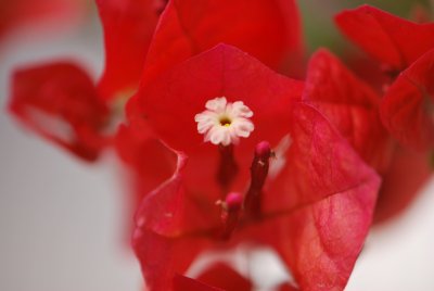 Bougainvillea spectabilis - bugenvilea nádherná - listeny s detailem květů