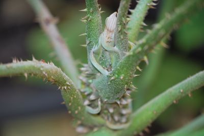 Brassaiopsis mitis - brassaiopsis 