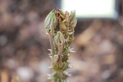 Brassaiopsis mitis - brassaiopsis - rašení jaro