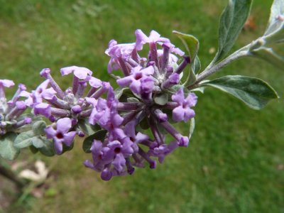Buddleja alternifolia - komule střídavolistá - květ