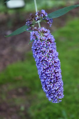 Buddleja alternifolia - komule střídavolistá - květ2
