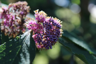 Callicarpa japonica - krásnoplodka japonská - jarní pučení