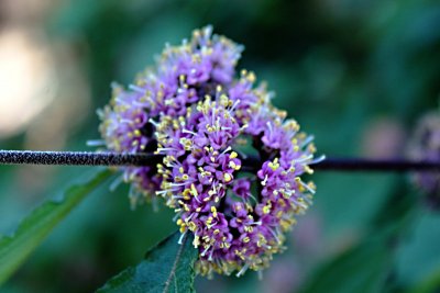 Callicarpa japonica - krásnoplodka japonská - květenství