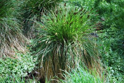Carex paniculata - ostřice latnatá