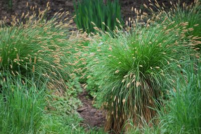 Carex paniculata - ostřice latnatá