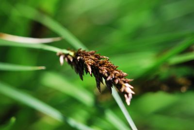 Carex paniculata - ostřice latnatá - květenství