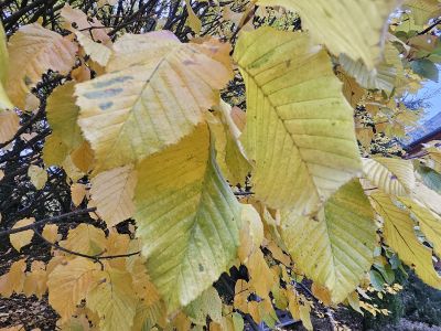 Carpinus betulus 'Columnaris' - habr obecný