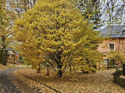 Carpinus betulus 'Columnaris' - habr obecný 