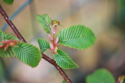 Carpinus japonica - habr japonský - jarní listy