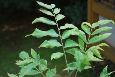 Carya illinoinensis - ořechovec pekanový
