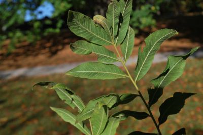 Carya illinoinensis - ořechovec pekanový