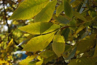 Carya ovata - ořechovec vejčitý