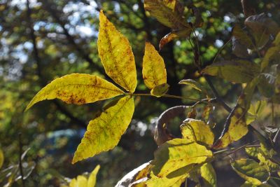 Carya ovata - ořechovec vejčitý  