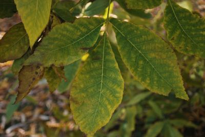 Carya ovata - ořechovec vejčitý 