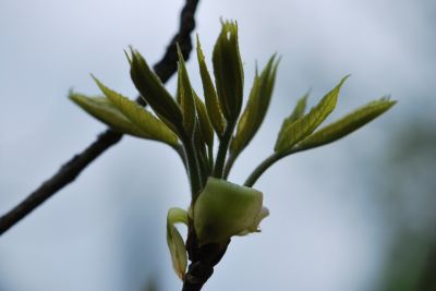 Carya ovata - ořechovec vejčitý - jarní rašení