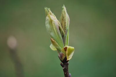 Carya ovata - ořechovec vejčitý - jaro - rašení
