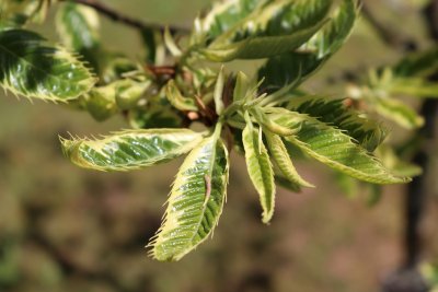 Castanea sativa 'Luteo Variegata' - kaštanovník jedlý - listy jaro